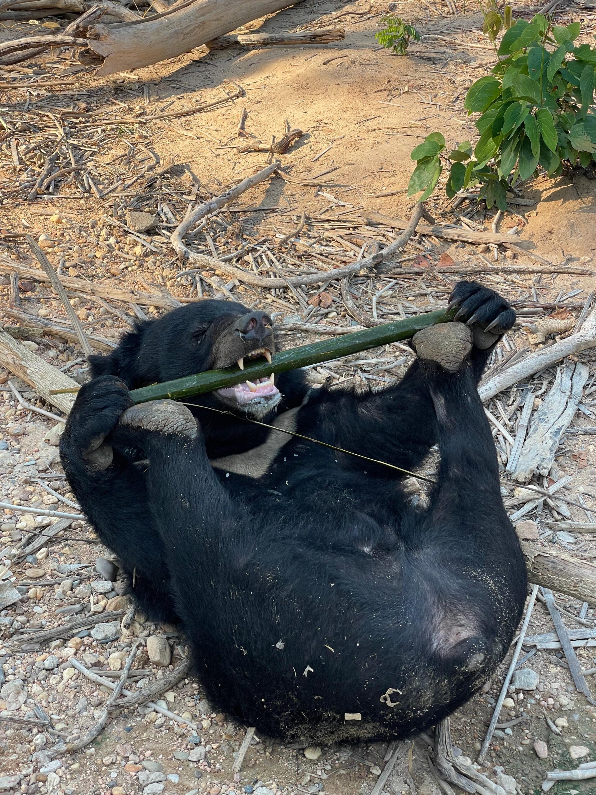 Bear Playing Laos