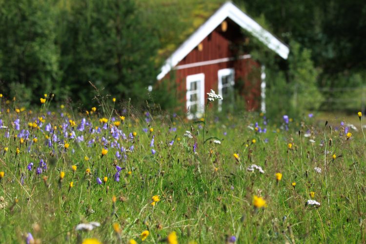 Wild flowers Sweden