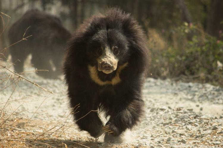 Bear running at wildlife sanctuary