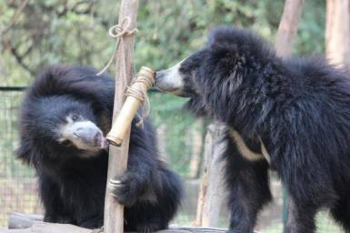 Bears playing at sanctuary in India