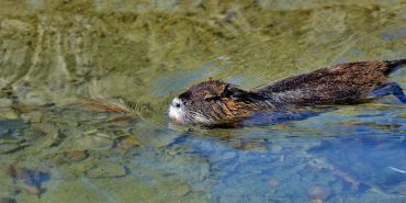 Wildlife and Biodiversity