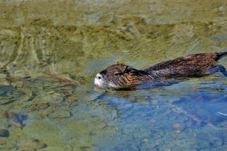 Beaver in river