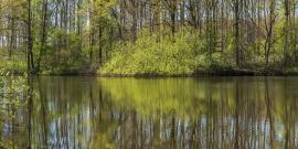 Beekdal Linde forest Netherlands