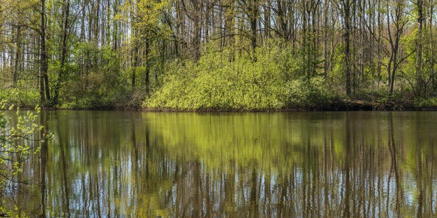 Beekdal Linde forest Netherlands