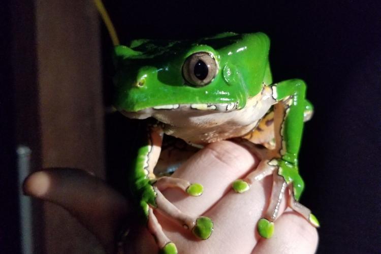 Bicolor monkey tree frog