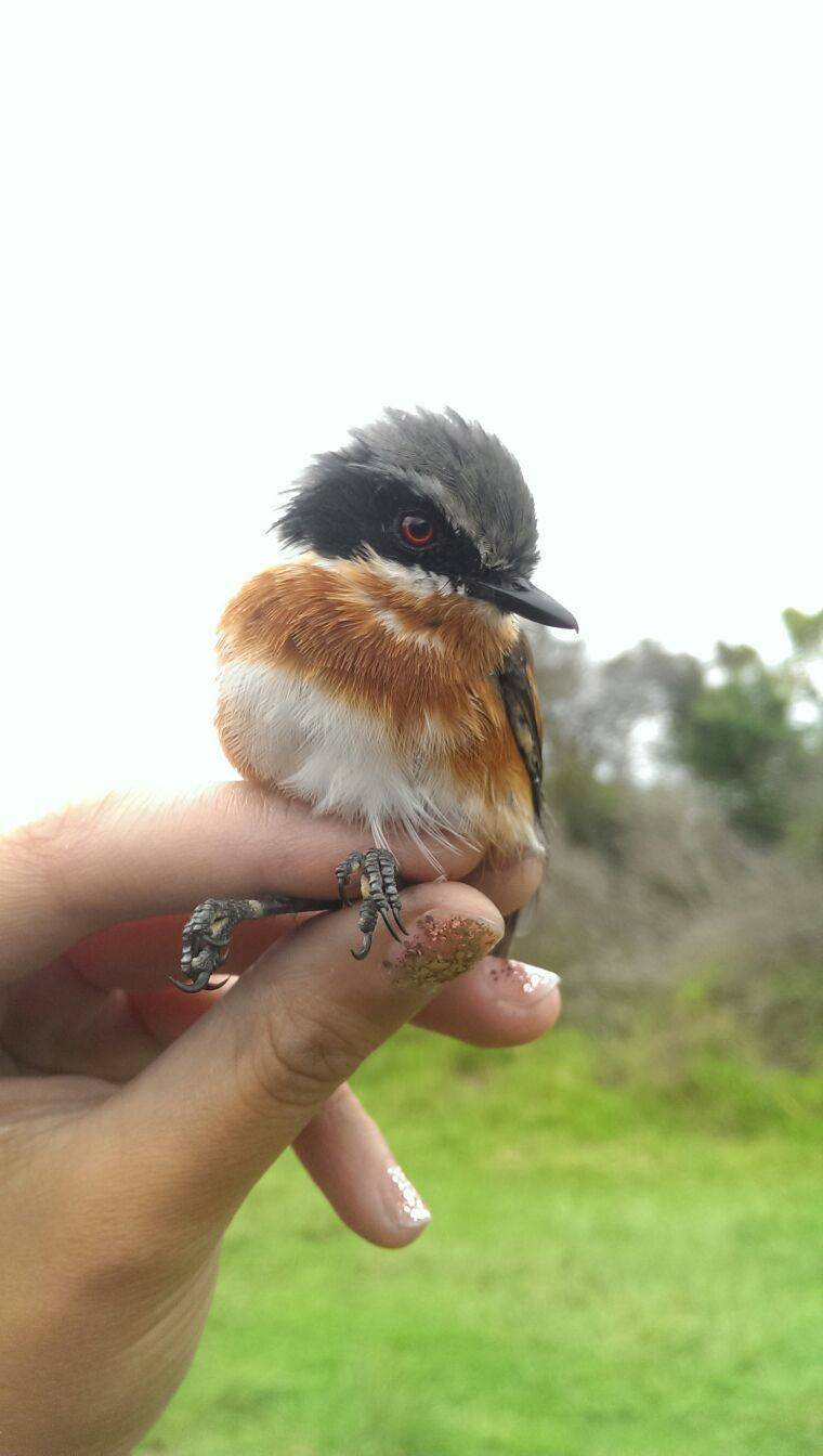 Volunteering with birds in South Africa