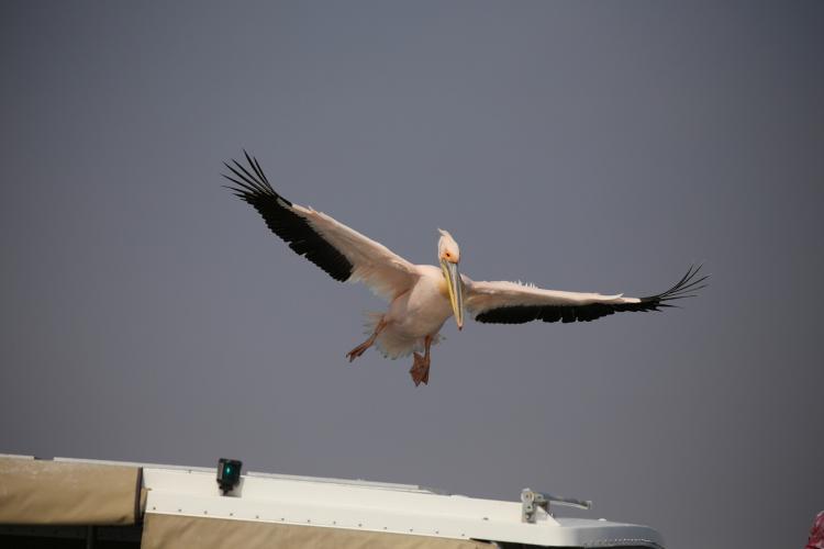 Birds flying overhead at Dolphin Research project in Walvis Bay
