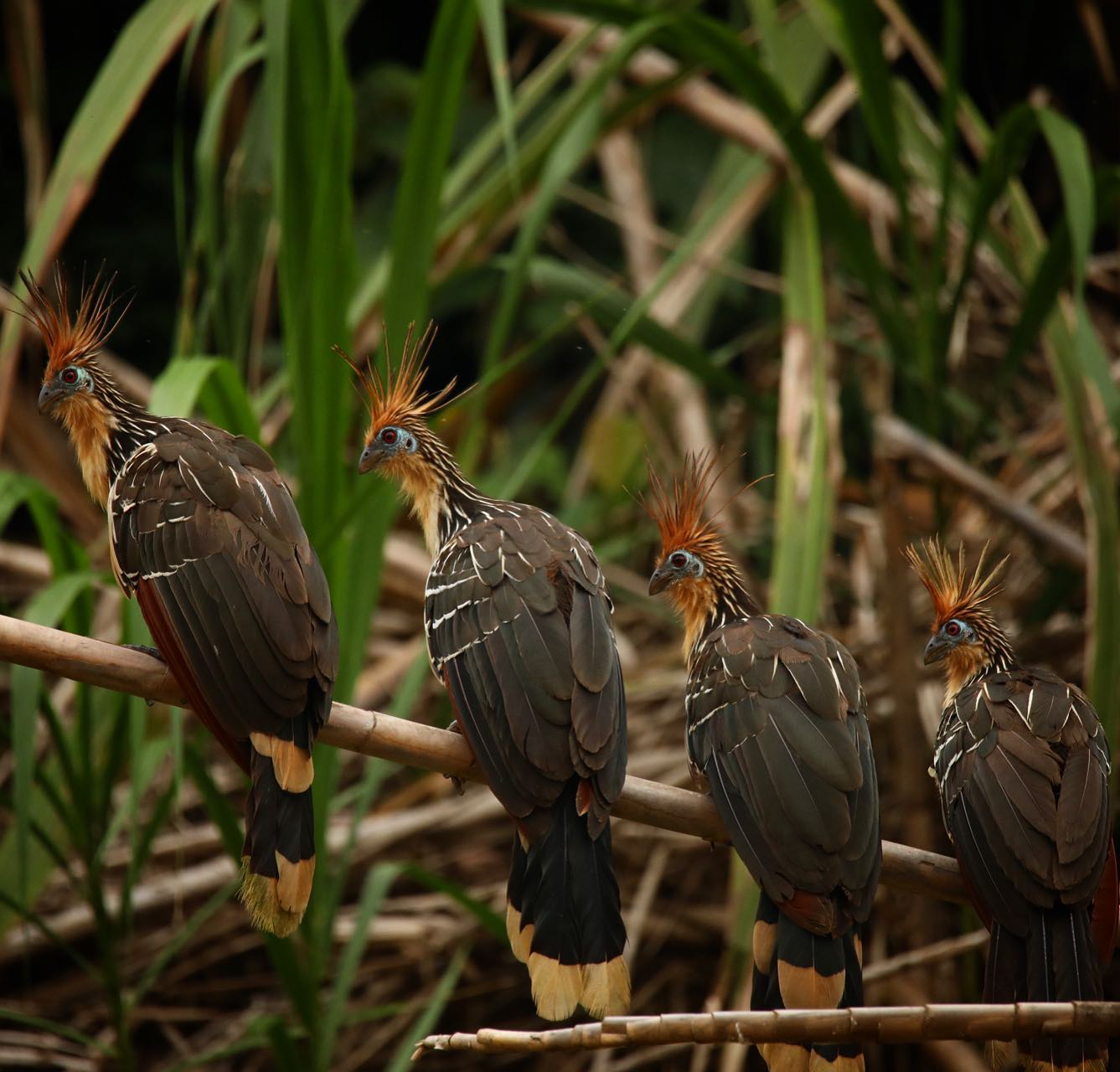 Family of birds Peru