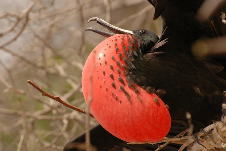 Red bird in Galapagos