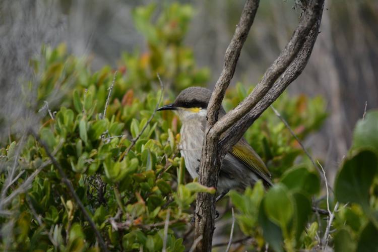 Bird in tree in Australia