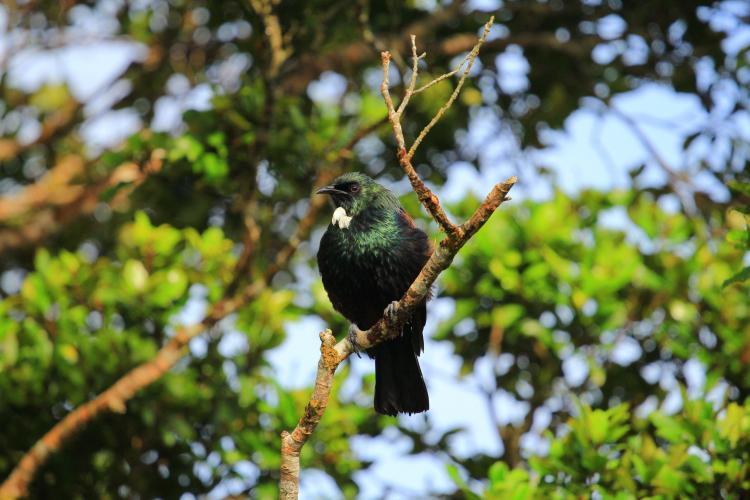 Bird in tree New Zealand forest
