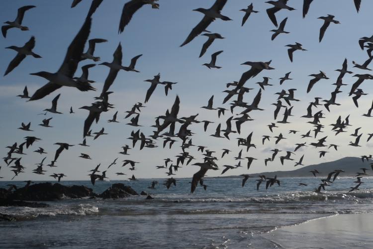 Birds flying in Galapagos