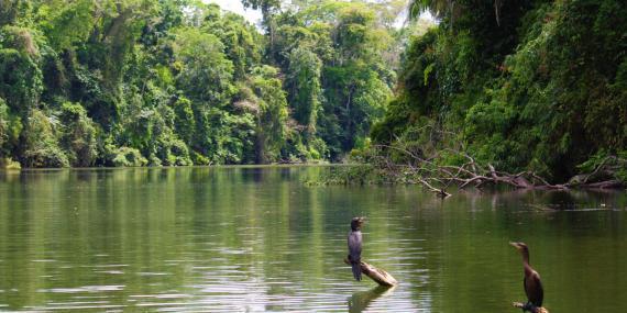 Birds on lake Soledad