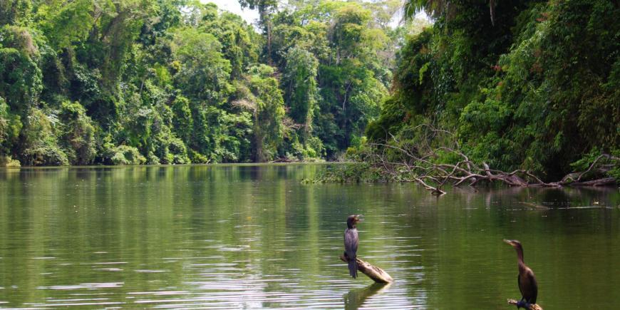 Birds on lake Soledad