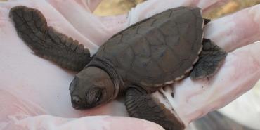 Conservation Threats