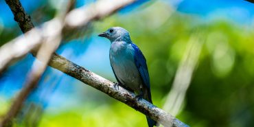 Blue bird Costa rica