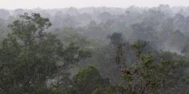 Borneo forest Indonesia