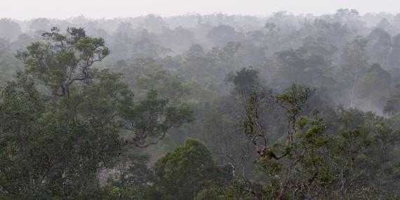 Borneo forest Indonesia