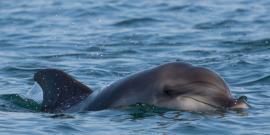 Close up of bottlenose dolphin
