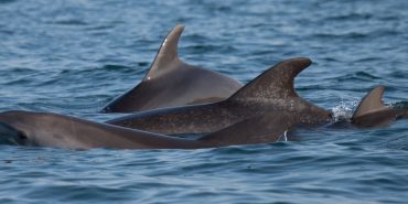 Bottlenose dolphins panorama photo