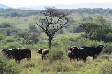 Buffalo in South Africa