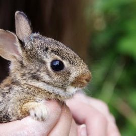 Baby rabbit in Canada