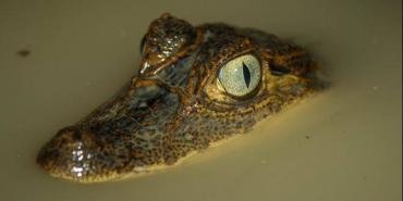 Wildlife in Central America