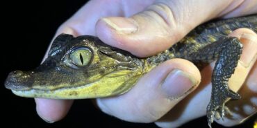 Family volunteering with sea turtles and wildlife in Costa Rica