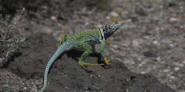 Lizard in national park in California