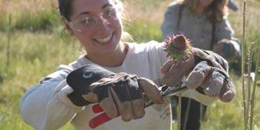 Volunteers removing invasive species