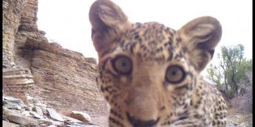 Leopard on camera trap in Namibia