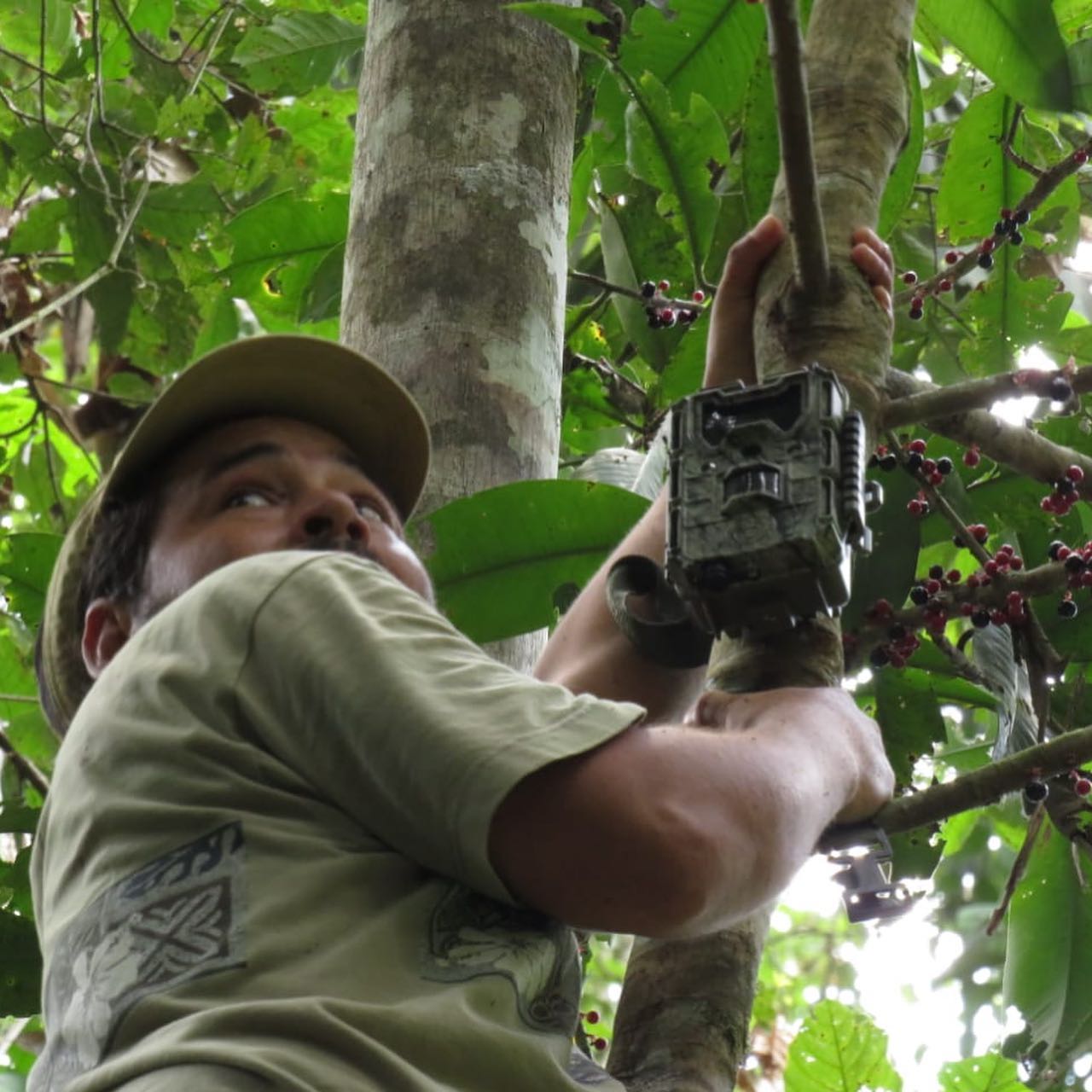 Camera trap volunteer, Peru