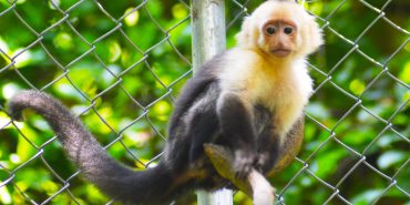 Capuchin monkey in Costa Rica