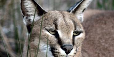 Caracal in South Africa