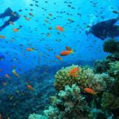 Caribbean Reef Buddy Diving Project, Carriacou