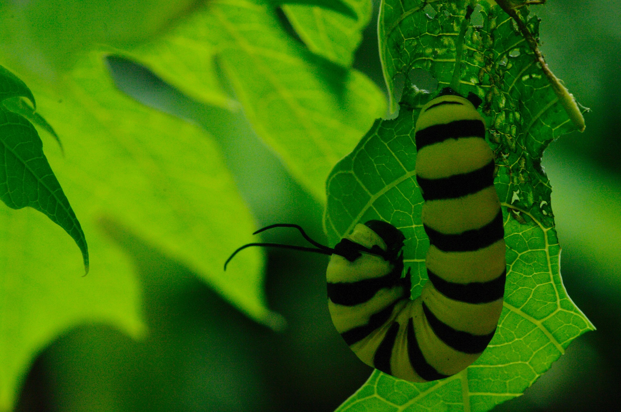 Caterpillar Peru