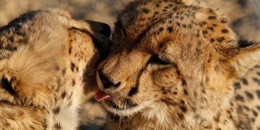 Two cheetah brothers in Neuras, Namibia