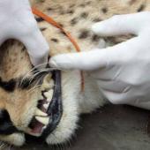 Carnivore Conservation Kanaan Desert, Namibia