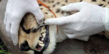 Cheetah conservation in Namibia fitted with tracking collar