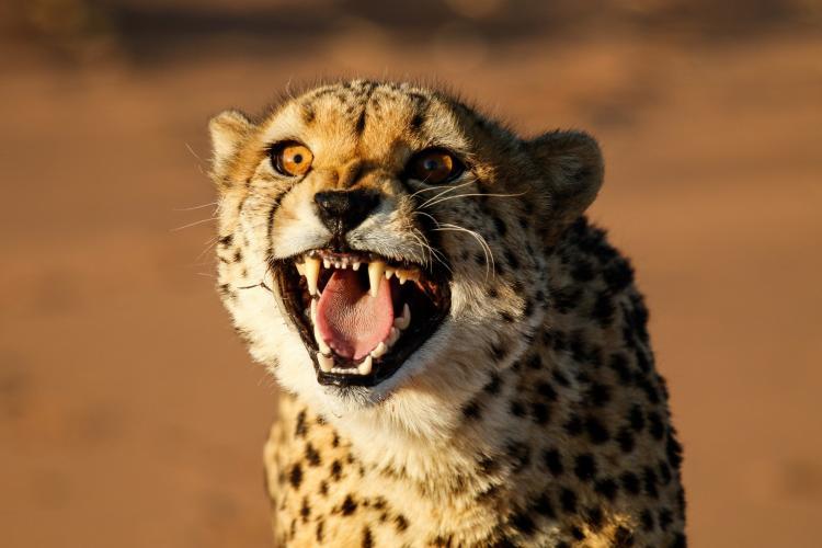 Cheetah conservation in Namibia