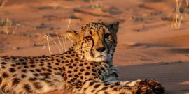 Cheetah conservation in Namib Desert