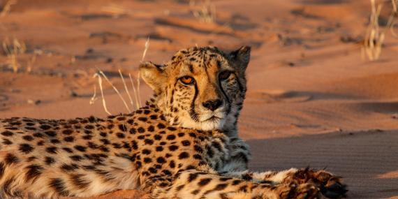Cheetah conservation in Namib Desert