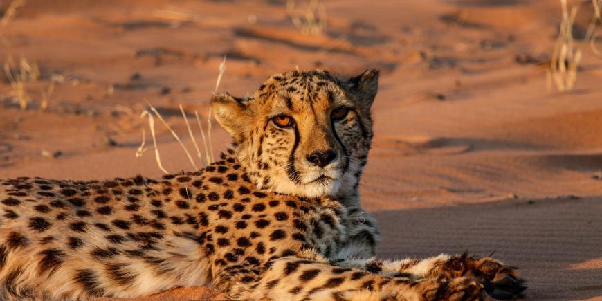 Cheetah conservation in Namib Desert