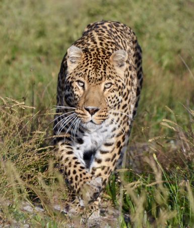 Cheetah running in South Africa
