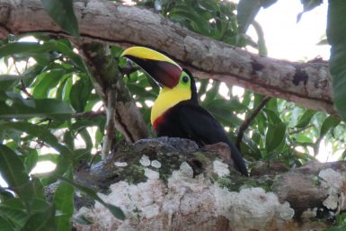 Chesnut toucan
