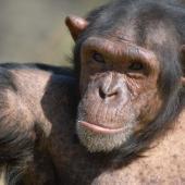 Volunteer at the Jane Goodall Chimpanzee Sanctuary in South Africa