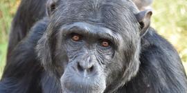 Chimpanzee at sanctuary in South Africa