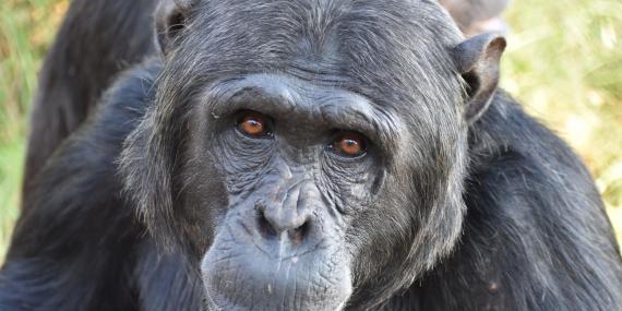 Chimpanzee at sanctuary in South Africa