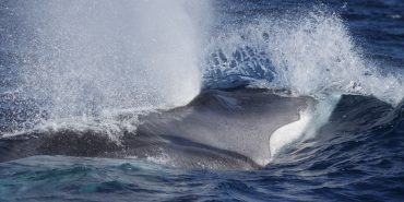 Closeup of whale in Portugal