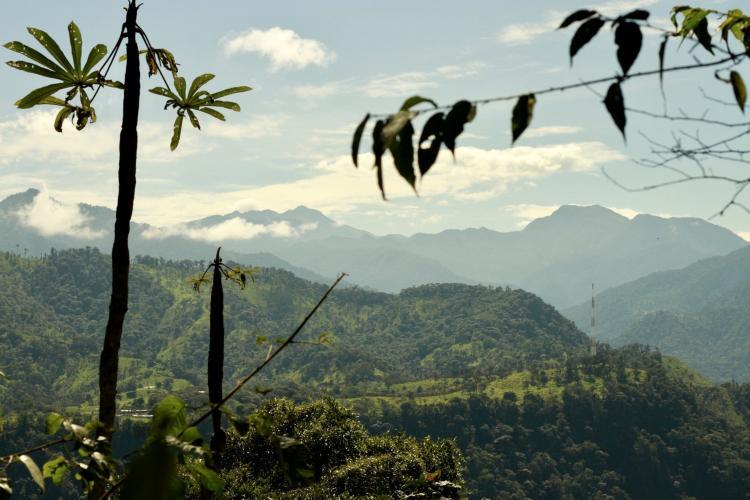 Ecuador cloud forest skyline